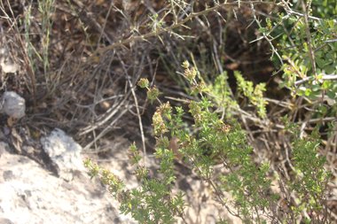 البذور والأوراق، شهر حزيران. هذه الصورة مرخصة تحت المشاع الاٍبداعي نسب المصنف - غير تجاري 4.0