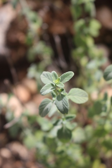 Leaves, April. This photo is available under the Creative Commons CC-BY-NC 4.0 License.