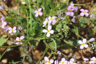 Flowers & Leaves, February. This photo is available under the Creative Commons CC-BY-NC 4.0 License.