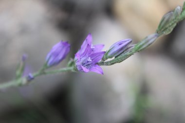 الأزهار، شهر نيسان. هذه الصورة مرخصة تحت المشاع الاٍبداعي نسب المصنف - غير تجاري 4.0