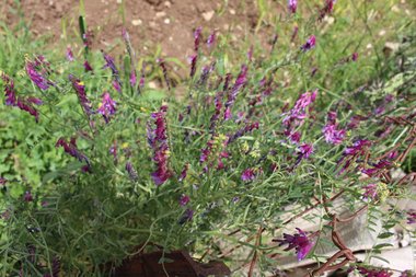 الأزهار و الأوراق، شهر أيار. هذه الصورة مرخصة تحت المشاع الاٍبداعي نسب المصنف - غير تجاري 4.0