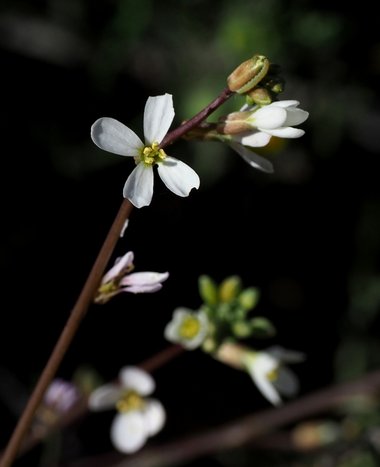 نسب المصنف - غير تجاري 4.0 دولي (CC BY-NC 4.0)- i naturalist.