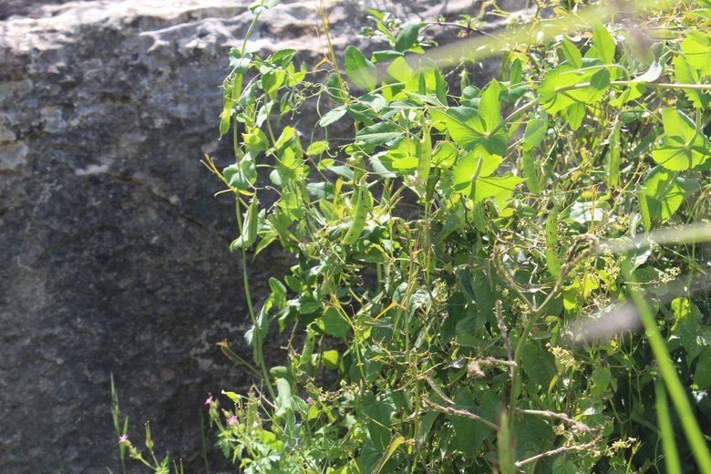 صورة عامة، شهر نيسان. هذه الصورة مرخصة تحت المشاع الاٍبداعي نسب المصنف - غير تجاري 4.0