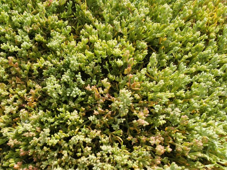 نسب المصنف - غير تجاري 4.0 دولي (CC BY-NC 4.0)- i naturalist.