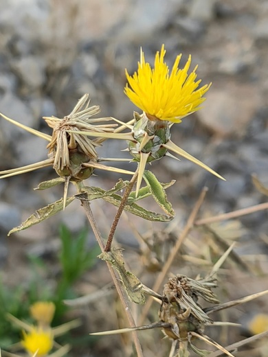 Via inaturalist. Licensed under Attribution-NonCommercial 4.0.International.