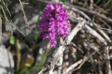 الزهرة، شهر نيسان. هذه الصورة مرخصة تحت المشاع الإبداعي نسب المصنف - غير تجاري 4.0