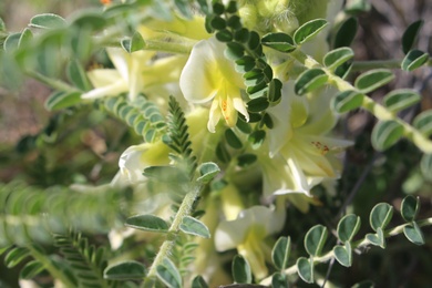 Flowers & Leaves, February. This photo is available under the Creative Commons CC-BY-NC 4.0 License.