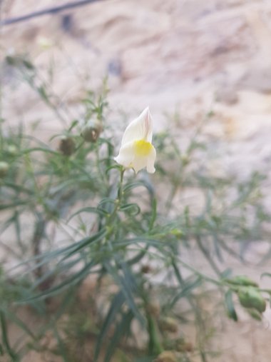 Flowers, May. This photo is available under the Creative Commons CC-BY-NC 4.0 License.