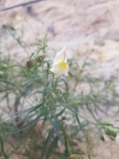 Flowers, May. This photo is available under the Creative Commons CC-BY-NC 4.0 License.