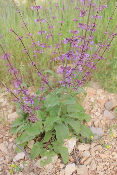 صورة عامة، شهر نيسان. هذه الصورة مرخصة تحت المشاع الإبداعي نسب المصنف - غير تجاري 4.0