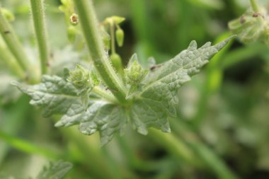 الأوراق، شهر نيسان. هذه الصورة مرخصة تحت المشاع الاٍبداعي نسب المصنف - غير تجاري 4.0