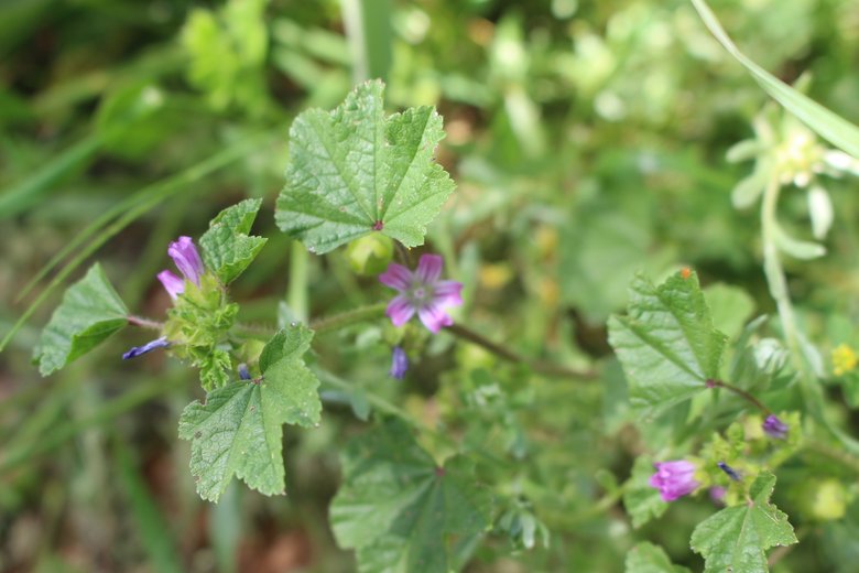 الأزهار و الأوراق، شهر نيسان. هذه الصورة مرخصة تحت المشاع الاٍبداعي نسب المصنف - غير تجاري 4.0