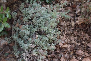 General View, August. This photo is available under the Creative Commons CC-BY-NC 4.0.