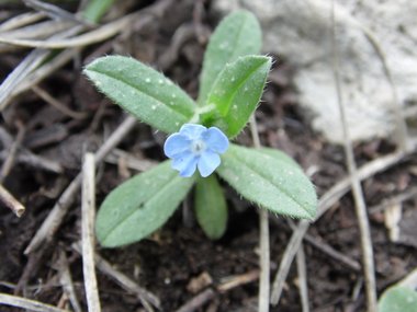 نسب المصنف - غير تجاري 4.0 دولي (CC BY-NC 4.0)- i naturalist.