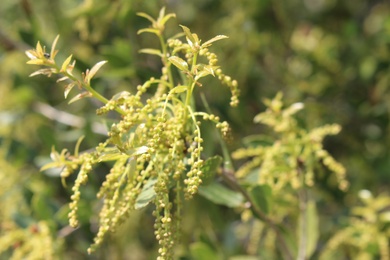 Flower, March. This photo is available under the Creative Commons CC-BY-NC 4.0.