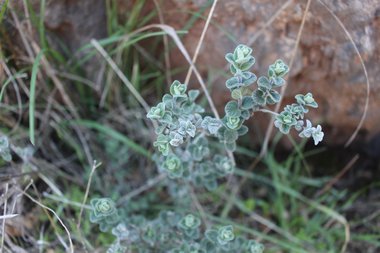 Leaves, February. This photo is available under the Creative Commons CC-BY-NC 4.0.