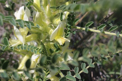 Flowers & Leaves, February. This photo is available under the Creative Commons CC-BY-NC 4.0 License.