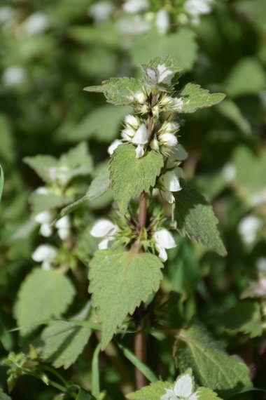 General View, April. This photo is available under the Creative Commons CC-BY-NC 4.0.