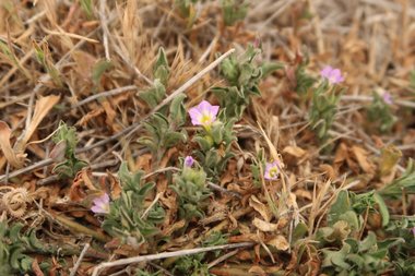 نسب المصنف - غير تجاري 4.0 دولي (CC BY-NC 4.0)- i naturalist.