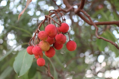 Fruits, October. This photo is available under the Creative Commons CC-BY-NC 4.0.