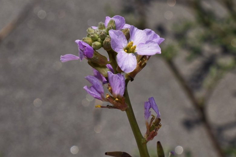 نسب المصنف - غير تجاري 4.0 دولي (CC BY-NC 4.0)- i naturalist.