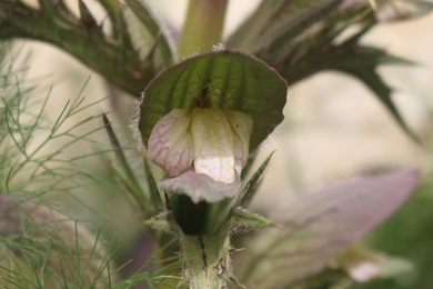 Flowers, April. This photo is available under the Creative Commons CC-BY-NC 4.0 License.