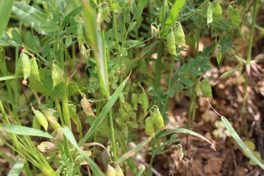 القرن، شهر نيسان. هذه الصورة مرخصة تحت المشاع الاٍبداعي نسب المصنف - غير تجاري 4.0