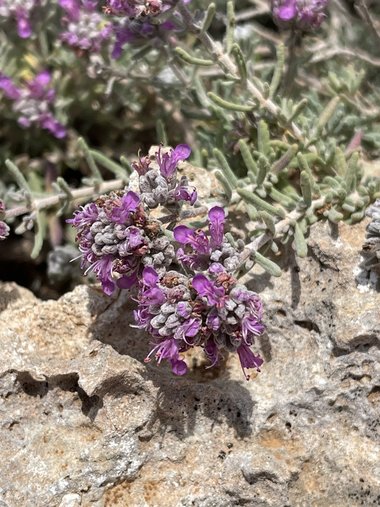 نسب المصنف - غير تجاري 4.0 دولي (CC BY-NC 4.0)- i naturalist.