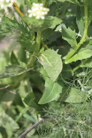 Leaves, April. This photo is available under the Creative Commons CC-BY-NC 4.0 License.