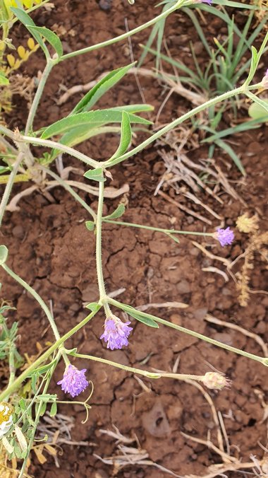 نسب المصنف - غير تجاري 4.0 دولي (CC BY-NC 4.0)- i naturalist.