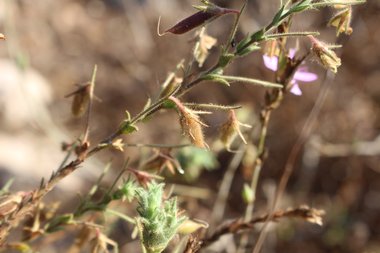 القرون، شهر تشرين الأول. هذه الصورة مرخصة تحت المشاع الاٍبداعي نسب المصنف - غير تجاري 4.0