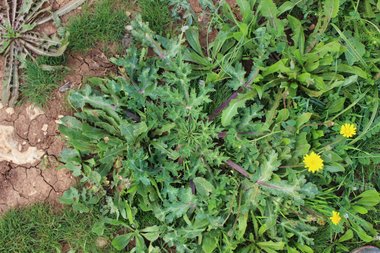 الأوراق، شهر شباط. هذه الصورة مرخصة تحت المشاع الاٍبداعي نسب المصنف - غير تجاري 4.0