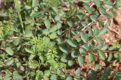 Leaves, March. This photo is available under the Creative Commons CC-BY-NC 4.0 License.