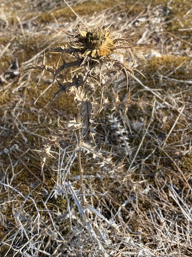 نسب المصنف - غير تجاري 4.0 دولي (CC BY-NC 4.0)- i naturalist.