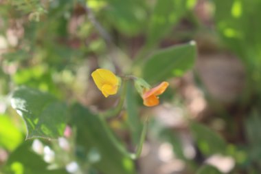 الأزهار، شهر نيسان. هذه الصورة مرخصة تحت المشاع الإبداعي نسب المصنف - غير تجاري 4.0