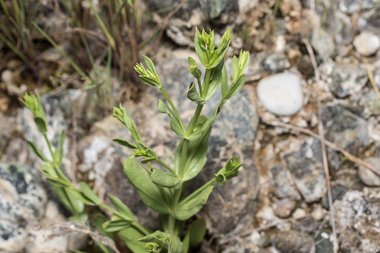 نسب المصنف - غير تجاري 4.0 دولي (CC BY-NC 4.0)- i naturalist.