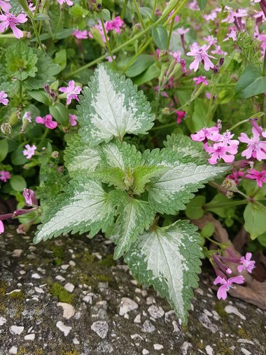 Leaves, February. This photo is available under the Creative Commons CC-BY-NC 4.0 License.