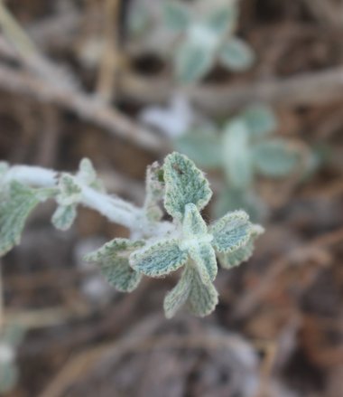 Leaves, June. This photo is available under the Creative Commons CC-BY-NC 4.0 License.