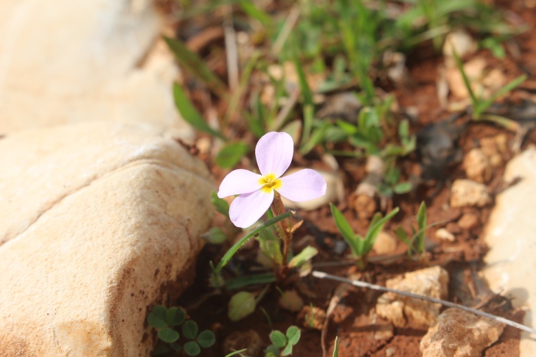 Flowers & Leaves, February. This photo is available under the Creative Commons CC-BY-NC 4.0 License.