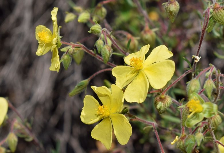 نسب المصنف - غير تجاري 4.0 دولي (CC BY-NC 4.0)- i naturalist.