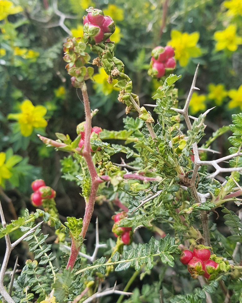 الثمار، شهر كانون الأول. هذه الصورة مرخصة تحت المشاع الإبداعي نسب المصنف - غير تجاري 4