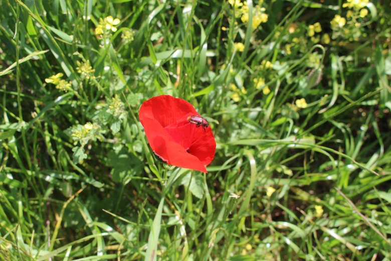 الزهرة، شهر نيسان. هذه الصورة مرخصة تحت المشاع الاٍبداعي نسب المصنف - غير تجاري 4.0