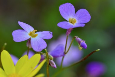 نسب المصنف - غير تجاري 4.0 دولي (CC BY-NC 4.0)- i naturalist.