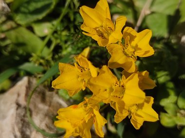 Flowers, March. This photo is available under the Creative Commons CC-BY-NC 4.0 License.