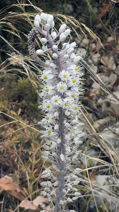 نسب المصنف - غير تجاري 4.0 دولي (CC BY-NC 4.0)- i naturalist.