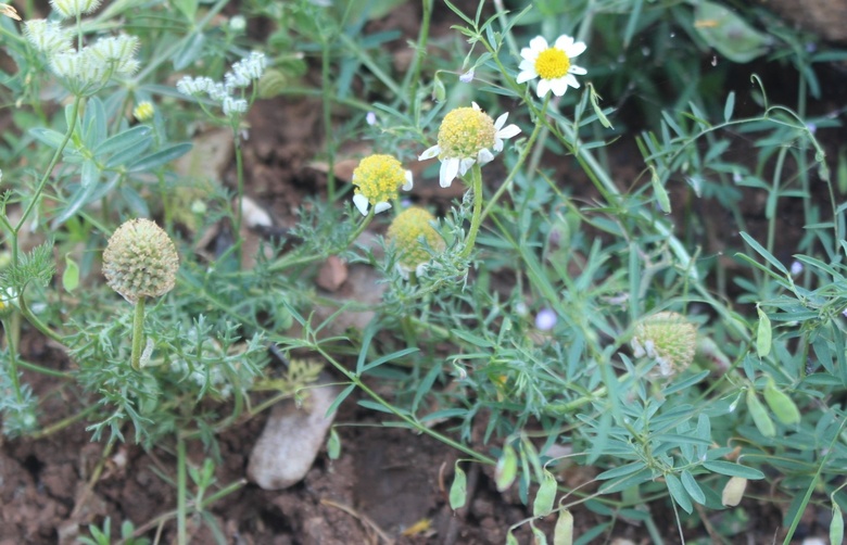 Flowers and Seed Head, April. This photo is available under the Creative Commons CC-BY-NC 4.0.