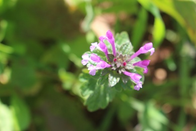 Flowers, February. This photo is available under the Creative Commons CC-BY-NC 4.0 License.