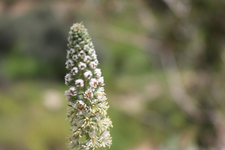 الأزهار، شهر نيسان. هذه الصورة مرخصة تحت المشاع الاٍبداعي نسب المصنف - غير تجاري 4.0