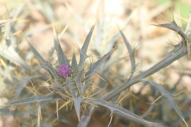 Flowers & Leaves, July. This photo is available under the Creative Commons CC-BY-NC 4.0 License.