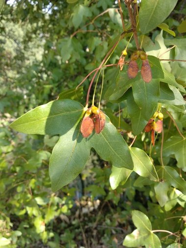 نسب المصنف - غير تجاري 4.0 دولي (CC BY-NC 4.0)- i naturalist.